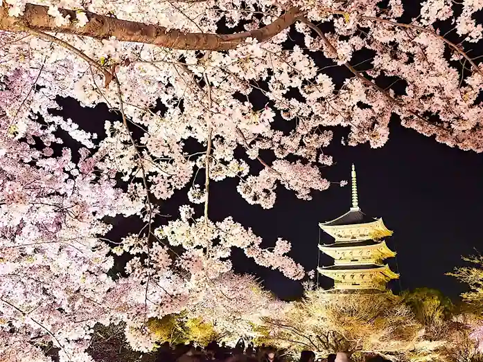 春の京都を楽しめる３月の観光スポット10選